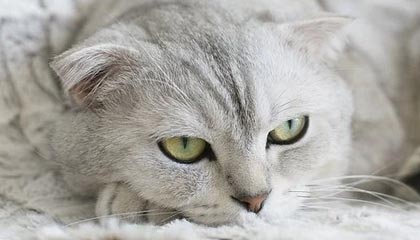 kaiyun 开云体育-体育科技助推青少年足球训练航，虚拟仿真成行业新宠，青少年足球体验课活动流程